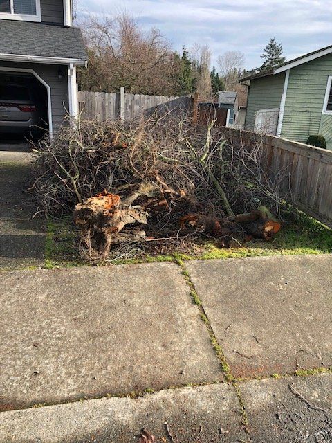 Tree Trimming and Removal