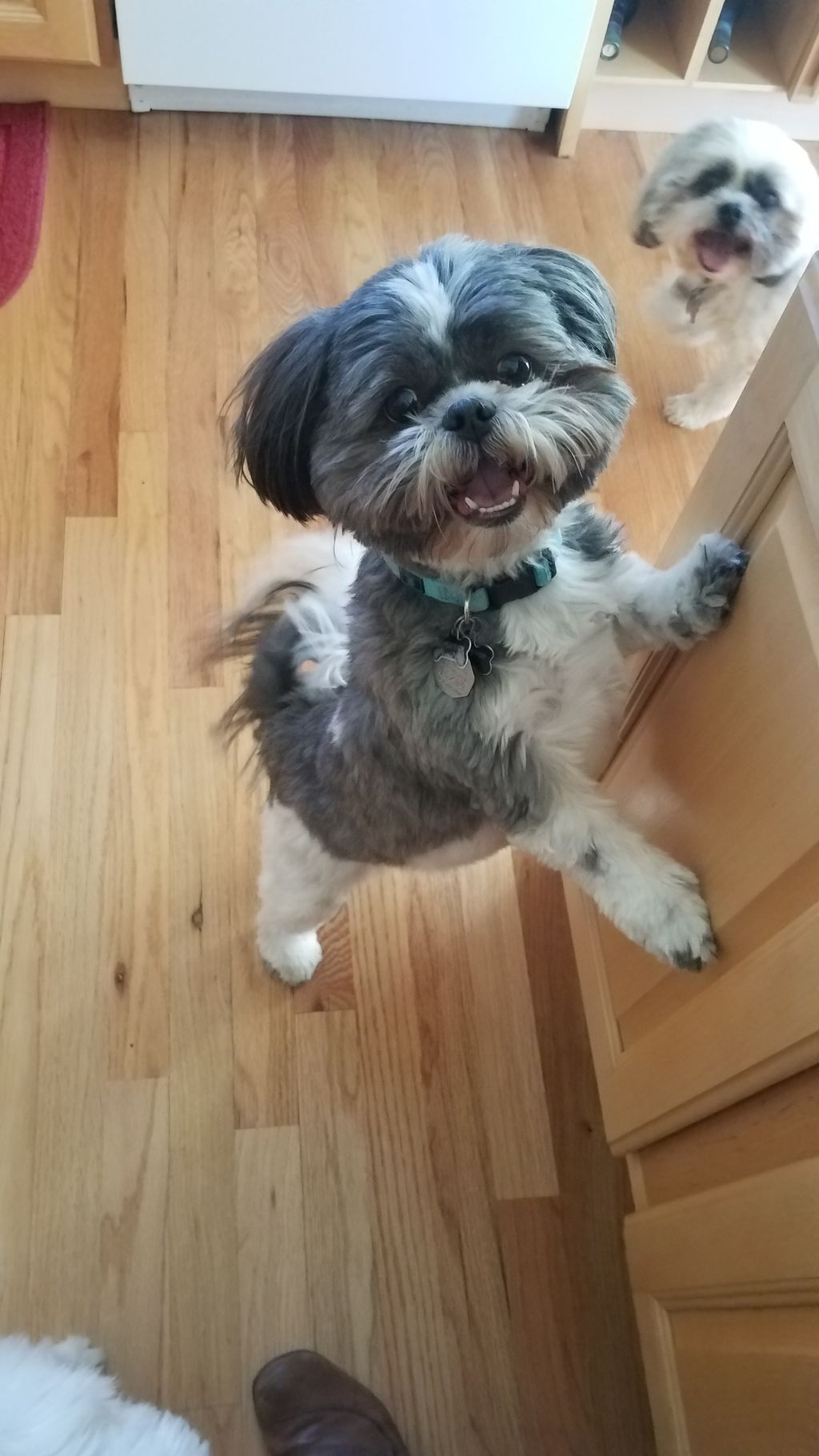 Gizmo. He is very lively and is great fun!