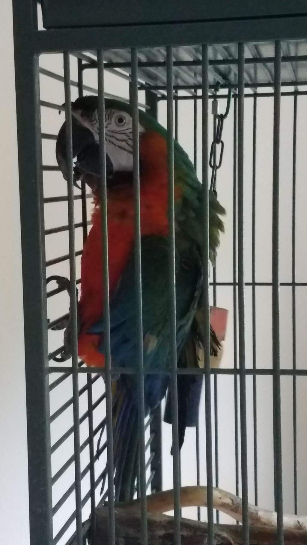 Woody! He bites but we get along great! It's the p