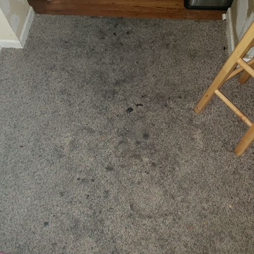 Before carpet cleaning 