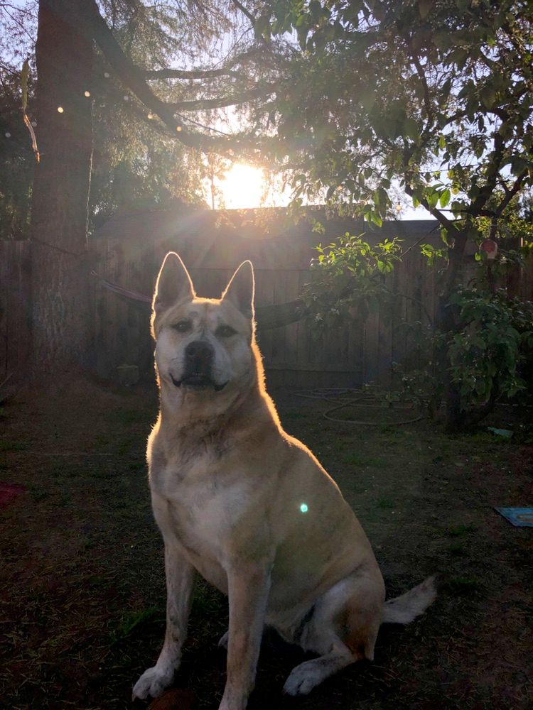 Afternoon light in my backyard