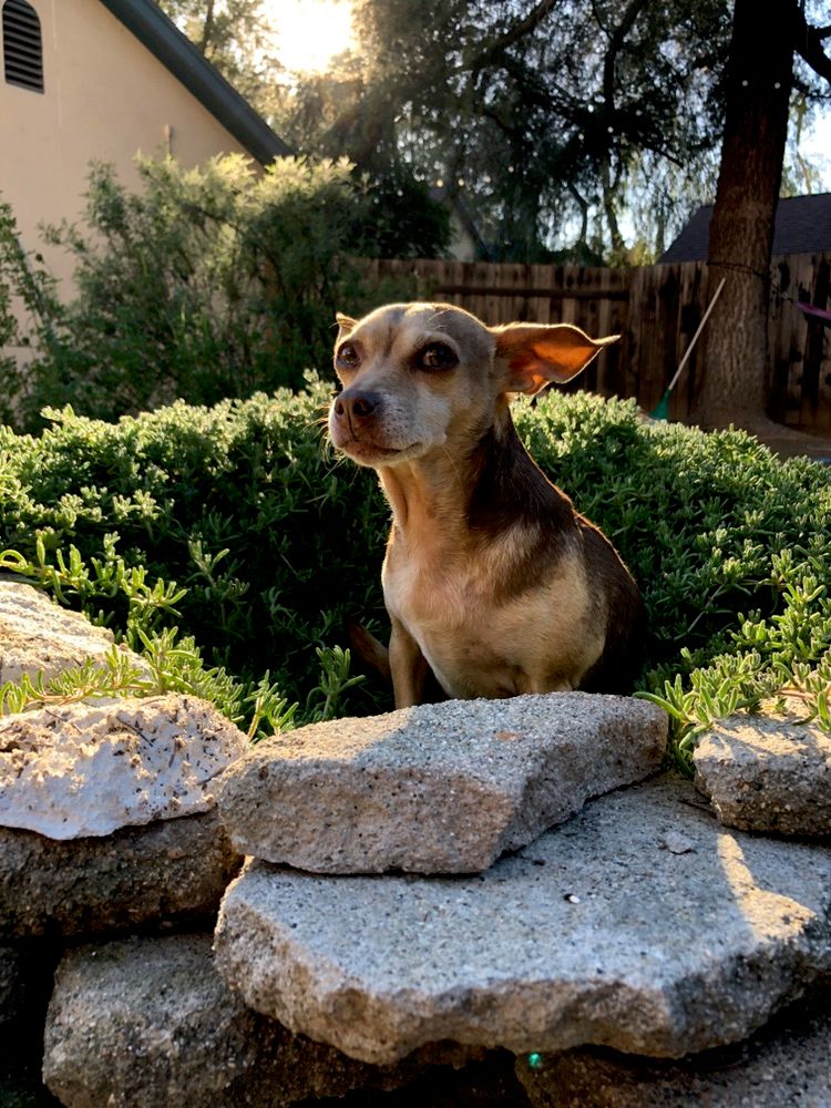 Looking skeptical in my “fire pit” aka succulent p