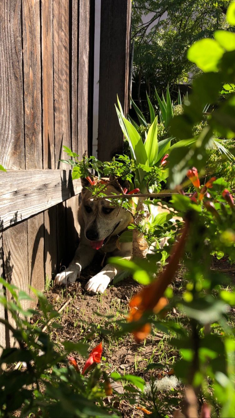 Hunting for lizards 🦎