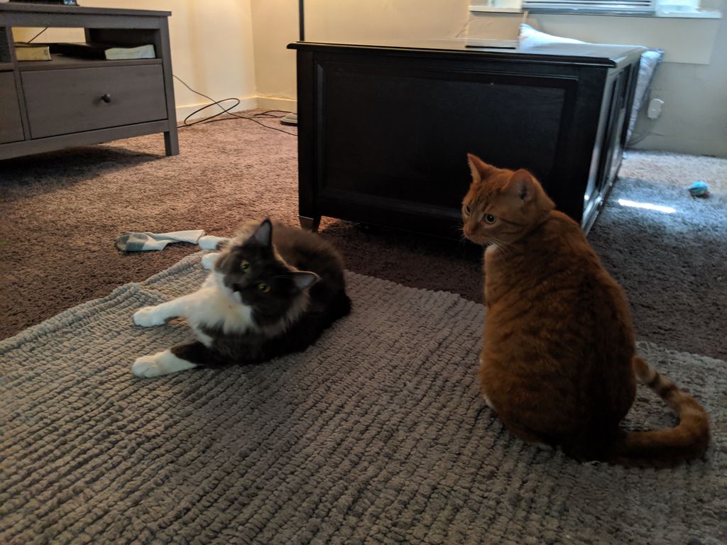 Echo and Gretchen enjoyed lounging at home while t