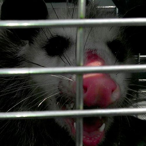 A smile (or hiss) from Mr. Possum