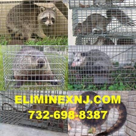 Eliminex Pest and Wildlife