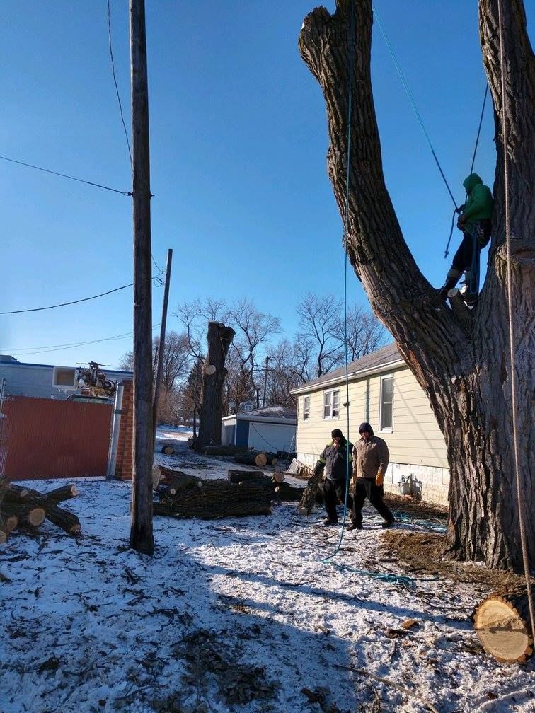 Tree Trimming and Removal