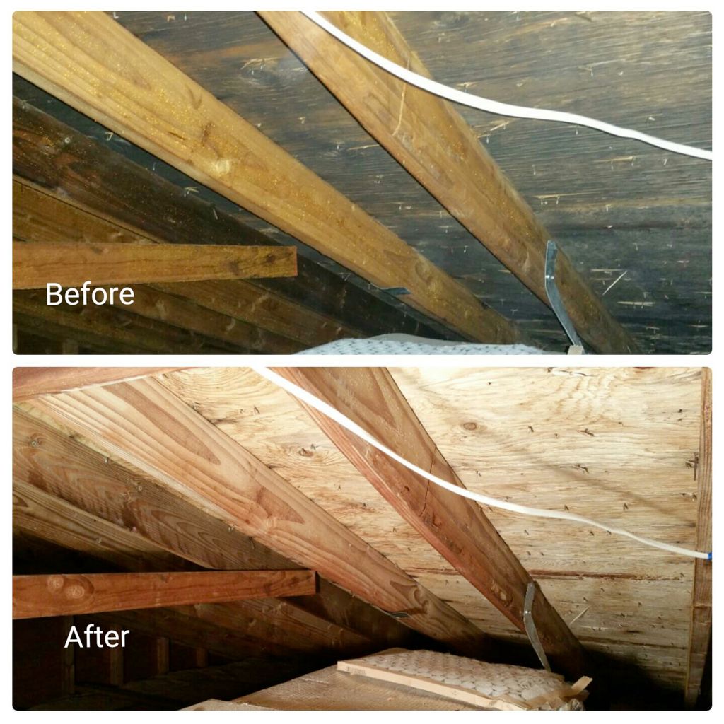 Attic mold