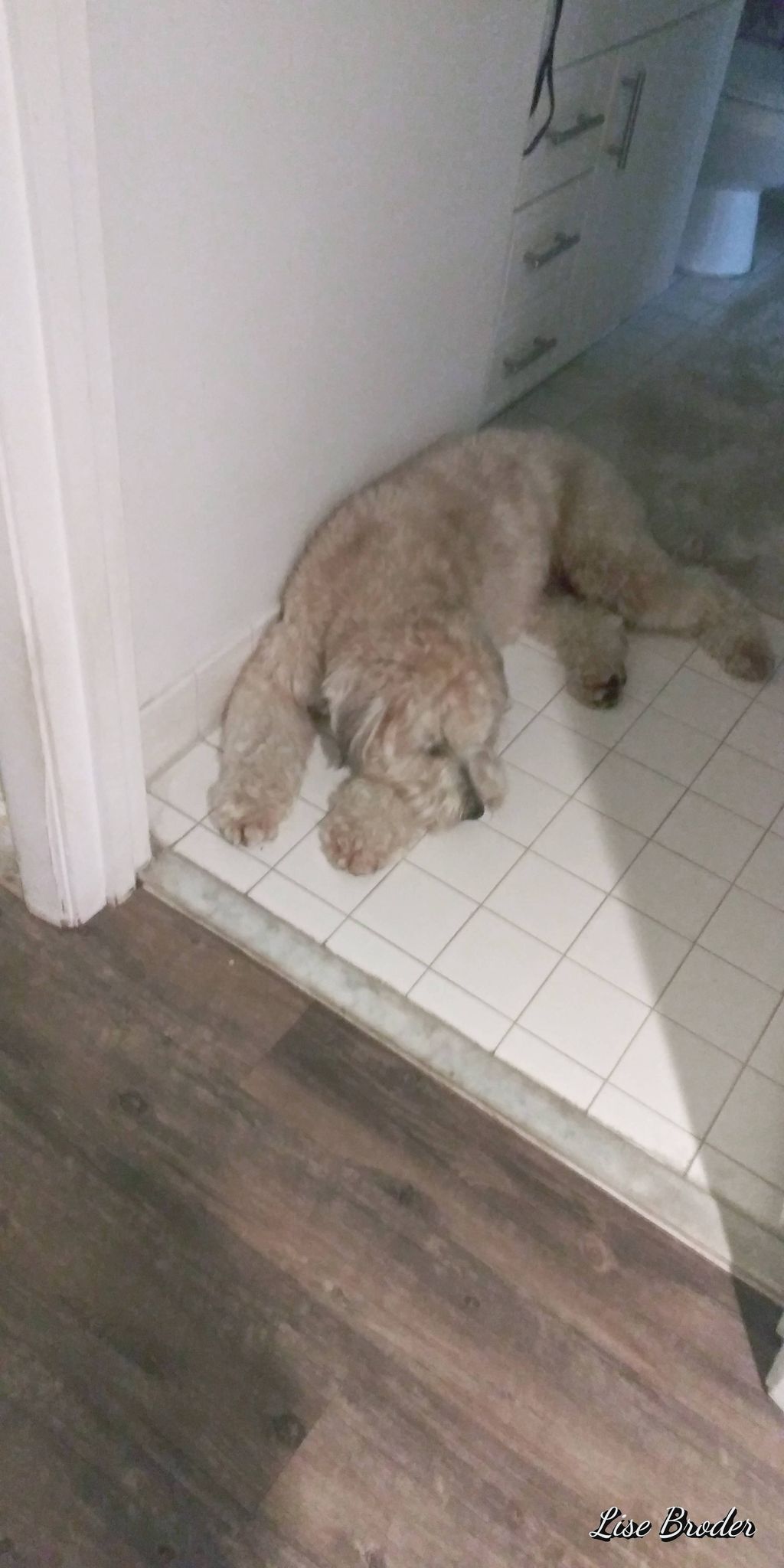 a very tired Wheaton after our walk