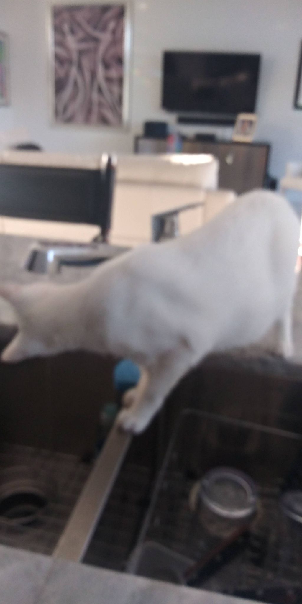 a nice cool drink out of my water fountain