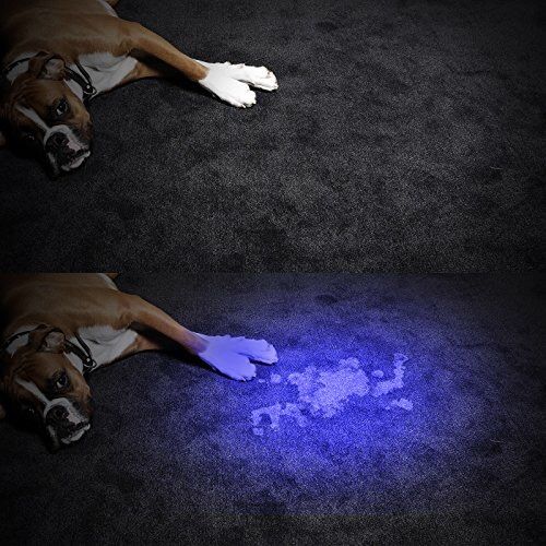 Using the black light to find the odor problems is