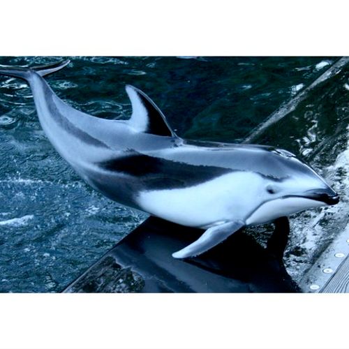 Dolphin Trick Captured at Vancouver Aquarium