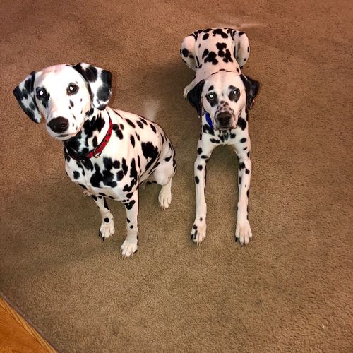 I have a Dalmatian named Pluto who I was having a 