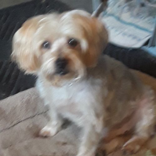 Brandi's Pet Grooming And Dog Walking Wildwood, MO