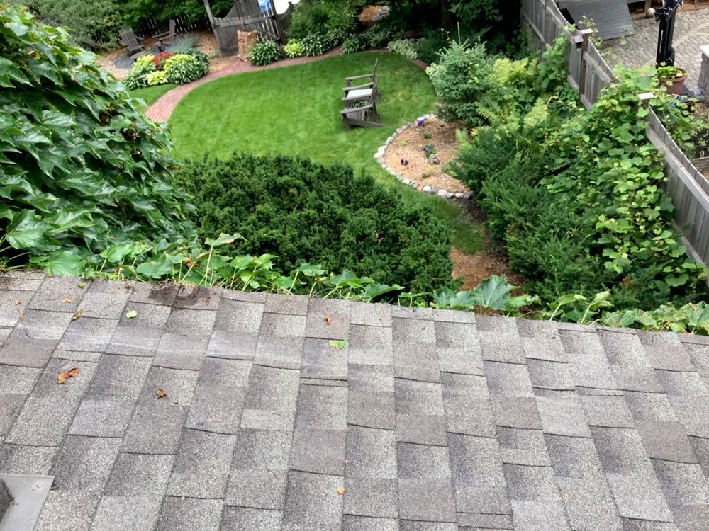 Vine trimming and removal-AFTER