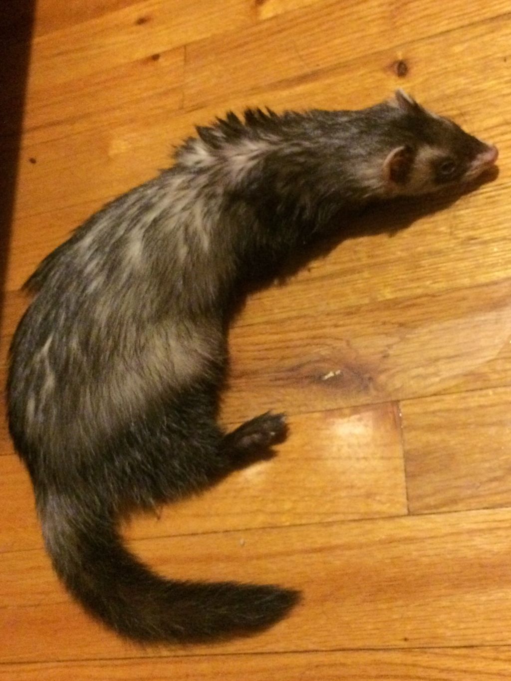 A Ferret I took care of