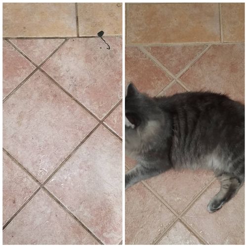 Dirty Tile and Grout? Have fur babies? Not a issue