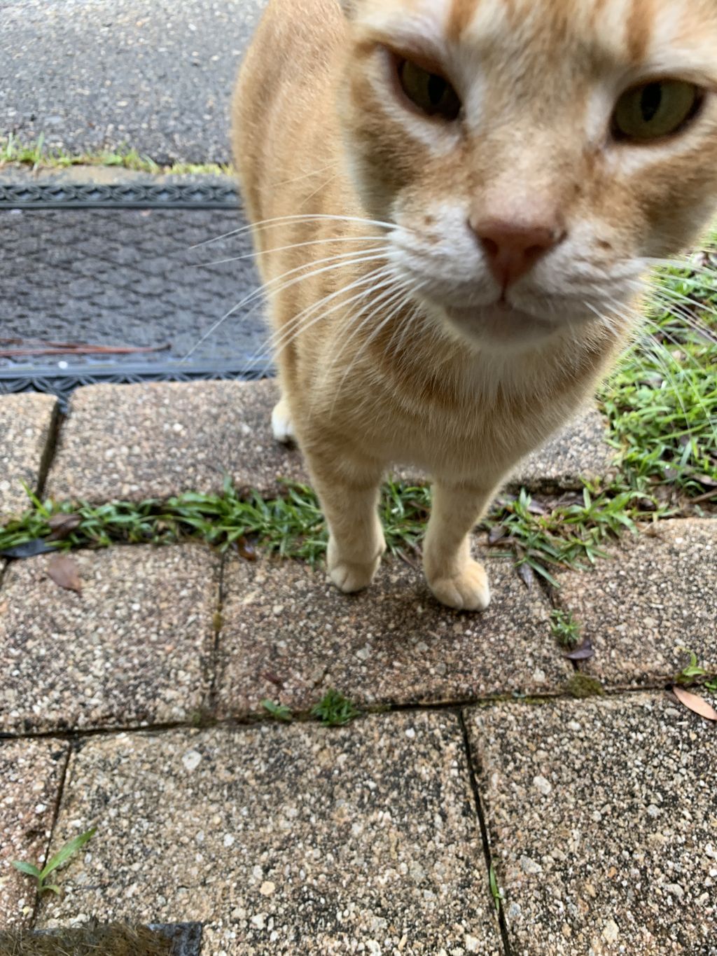 Yellow welcomes me at the front door every time I 