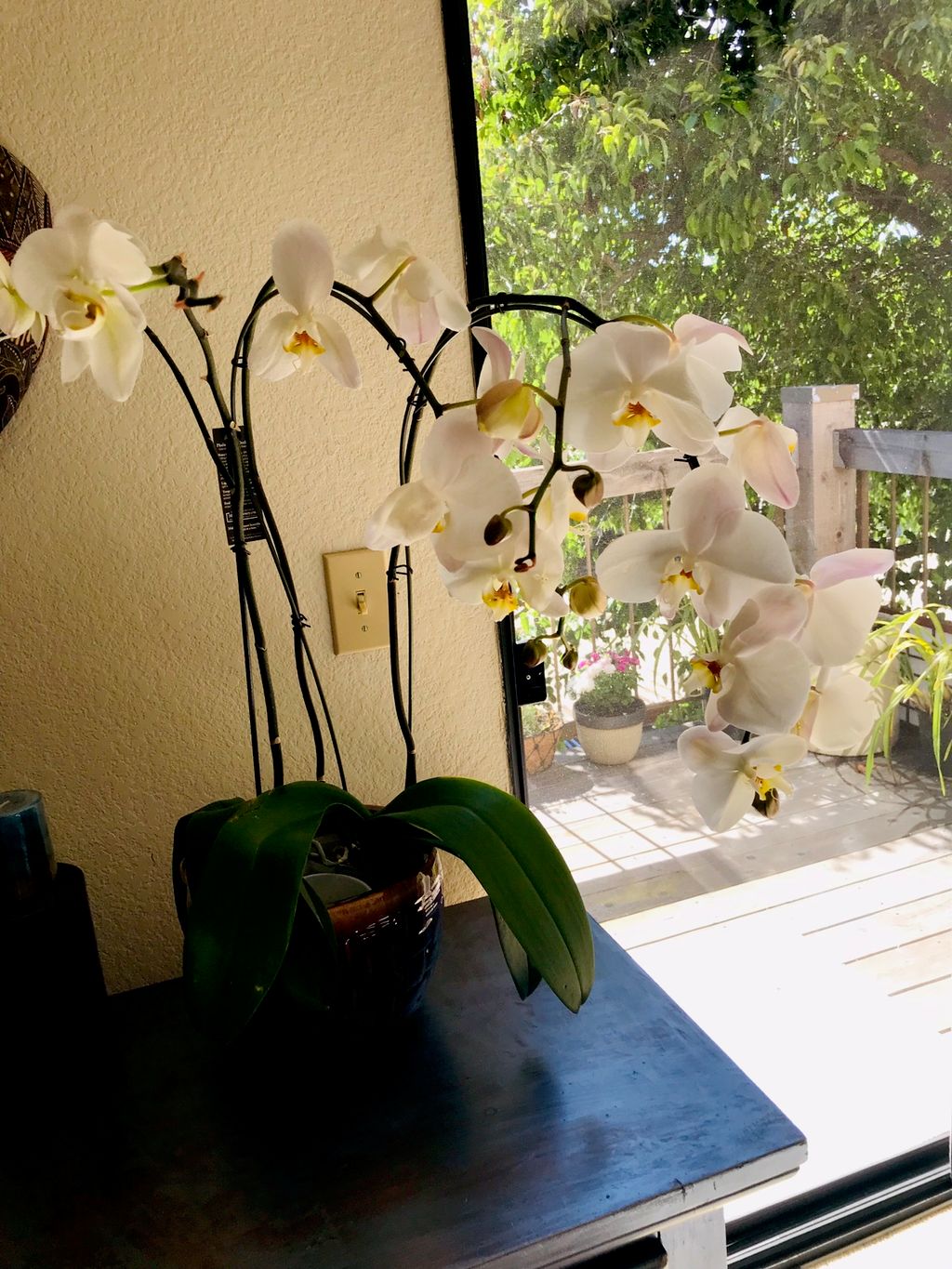 Leila House cleaning