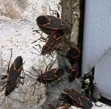 Box Elder Bugs can be a year round pest