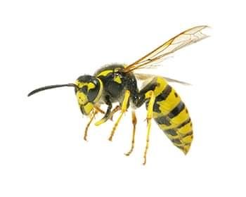 Wasps, Yellowjackets and other stinging pests can 