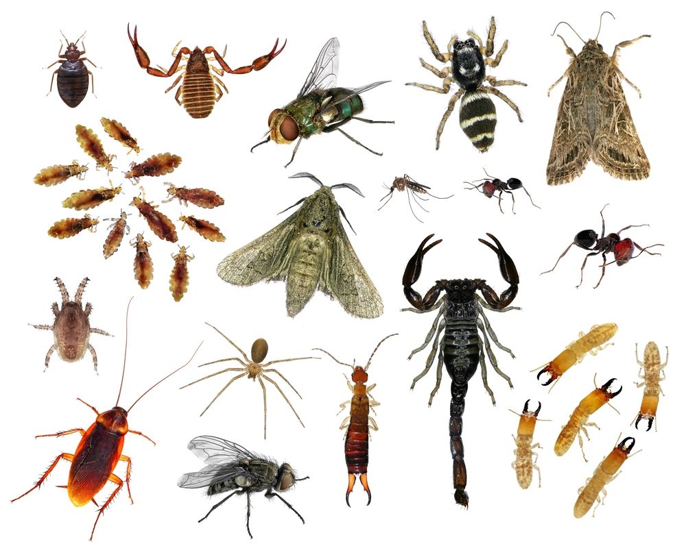 Regular treatments keep the bugs out of your home 