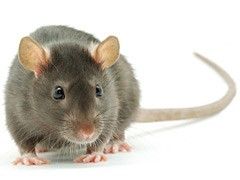 Rats, Mice and Voles are no problem