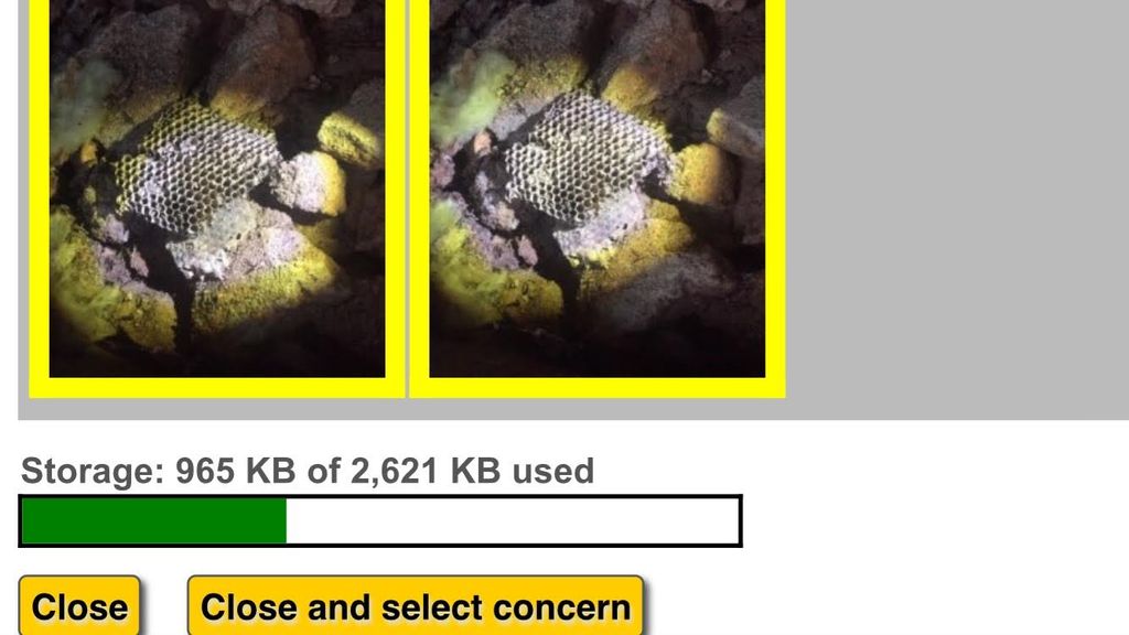 Writing a report for final submission showing wasp