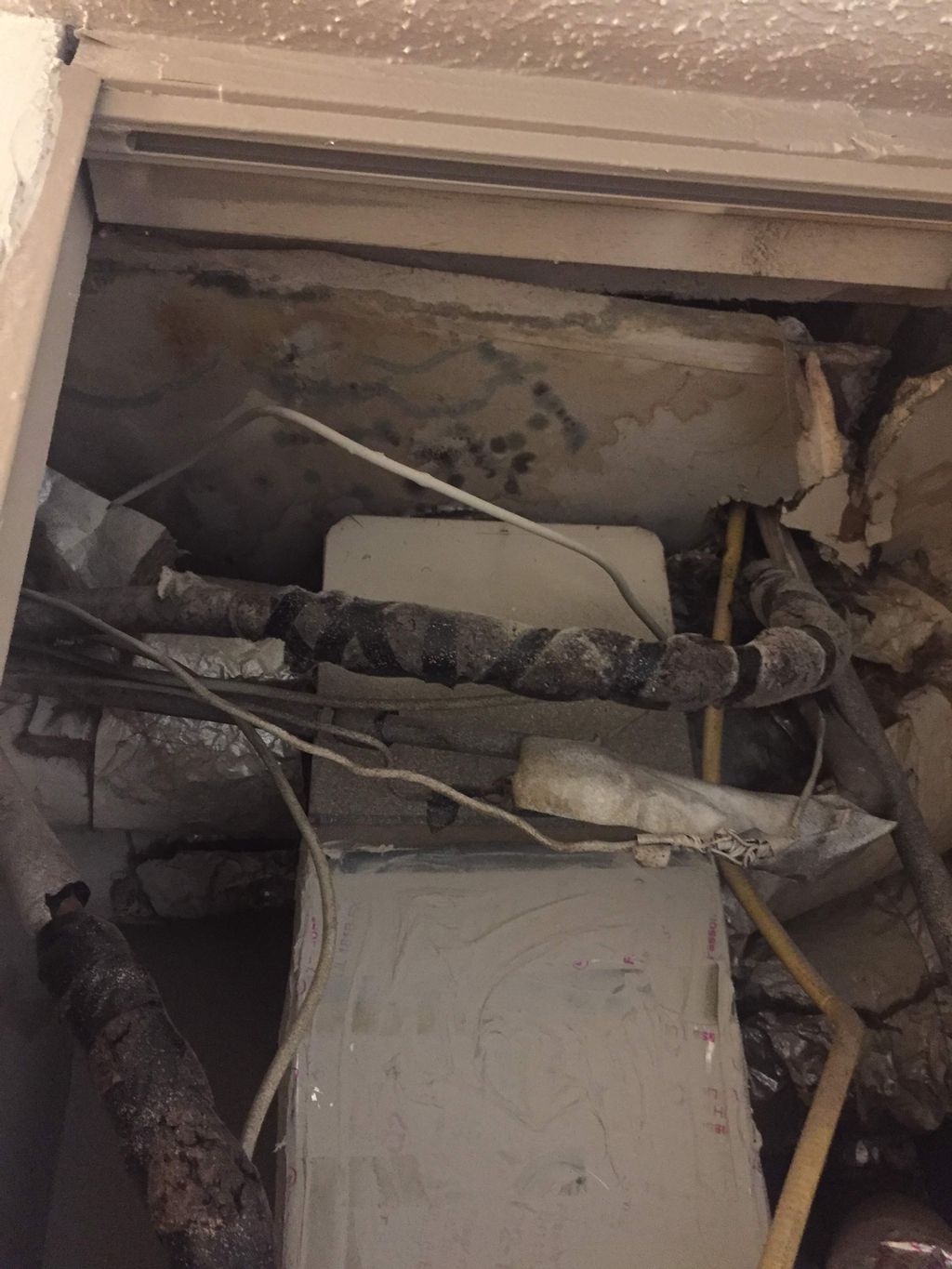 Dangerous Mold Discovered