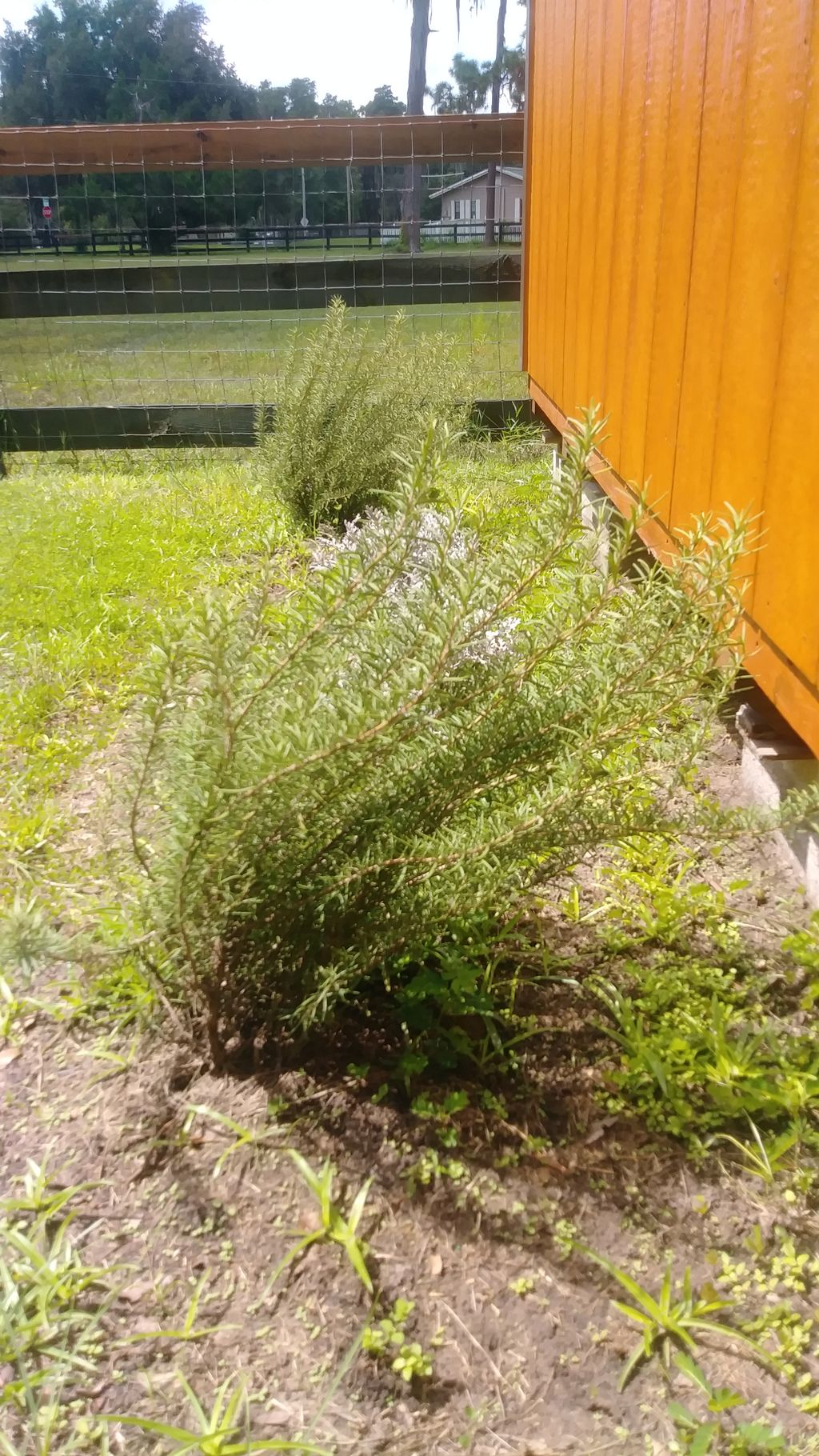 The energy is so strong here the Rosemary grows to
