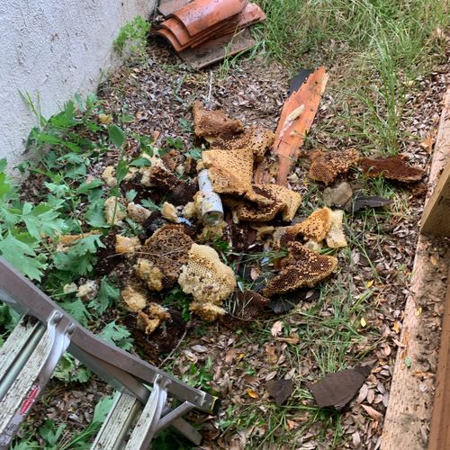 Bee hive removed from the eaves inside the structu