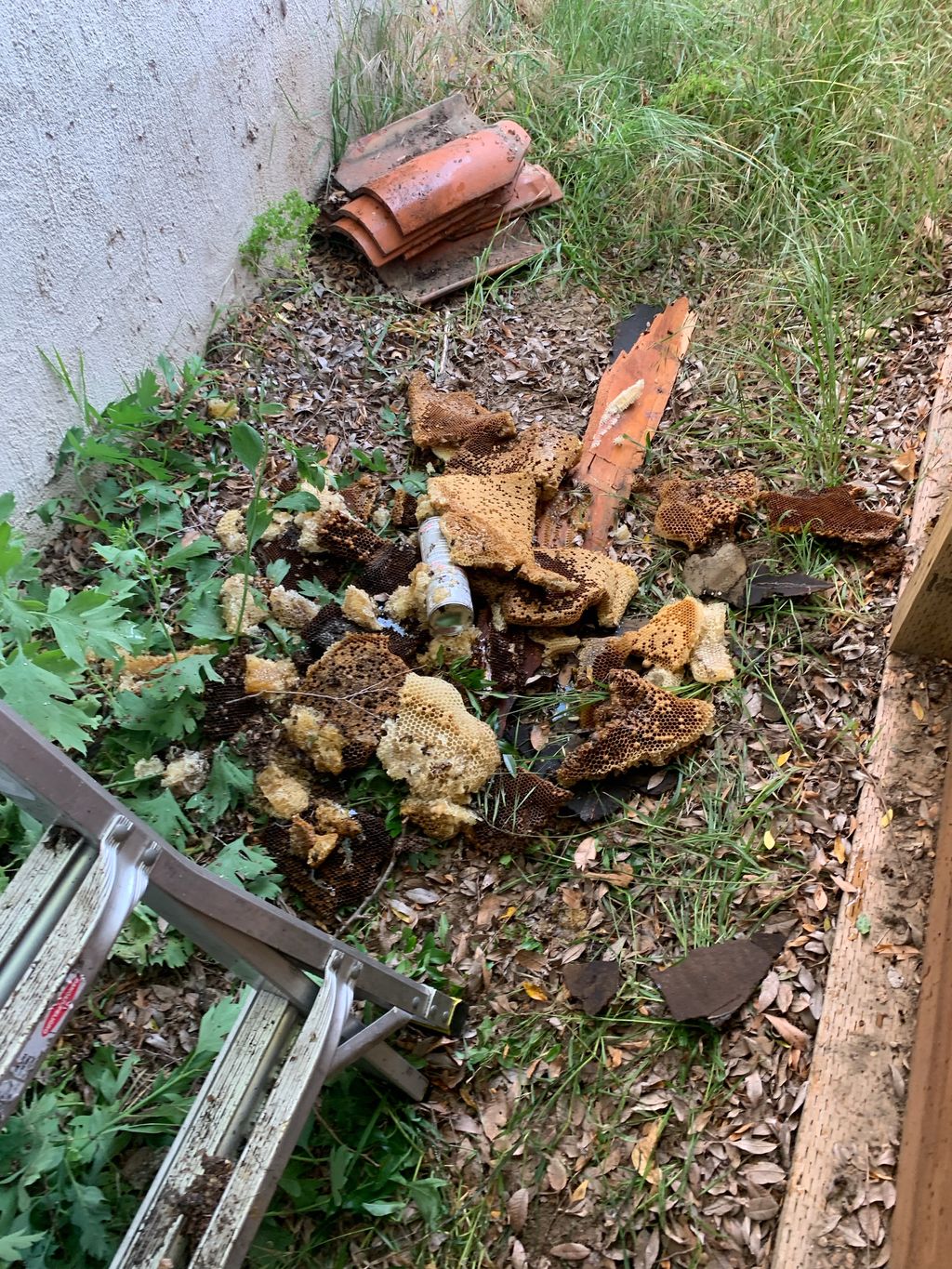 Bee hive removed from the eaves inside the structu