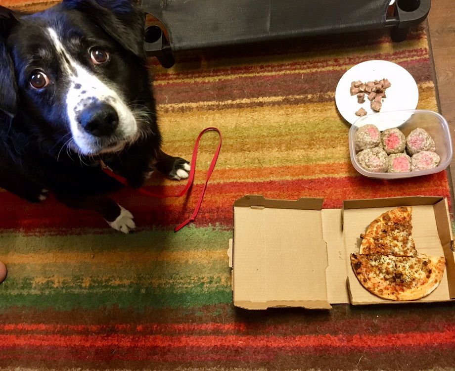 Lyric, the 8 year old counter surfer and food band