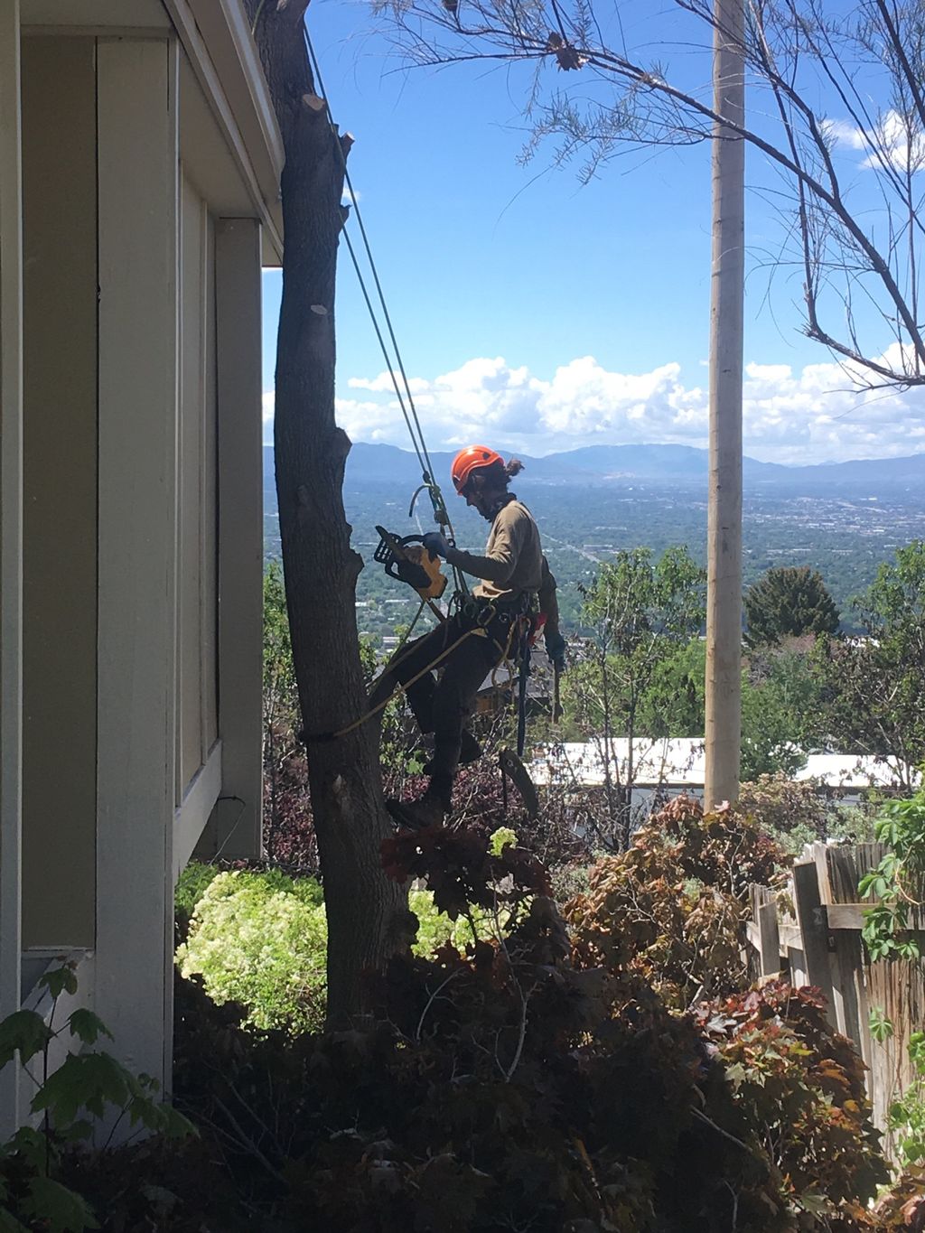 Tree Trimming and Removal