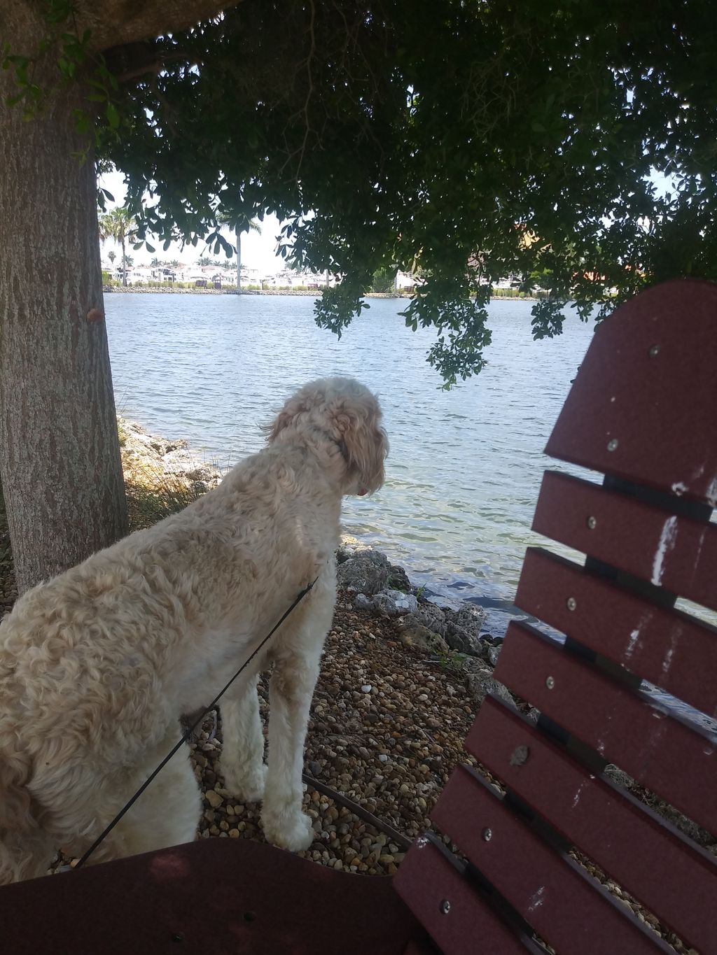 Buddy contemplating the meaning of life.