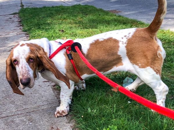 Daisy: Mukilteo 98275