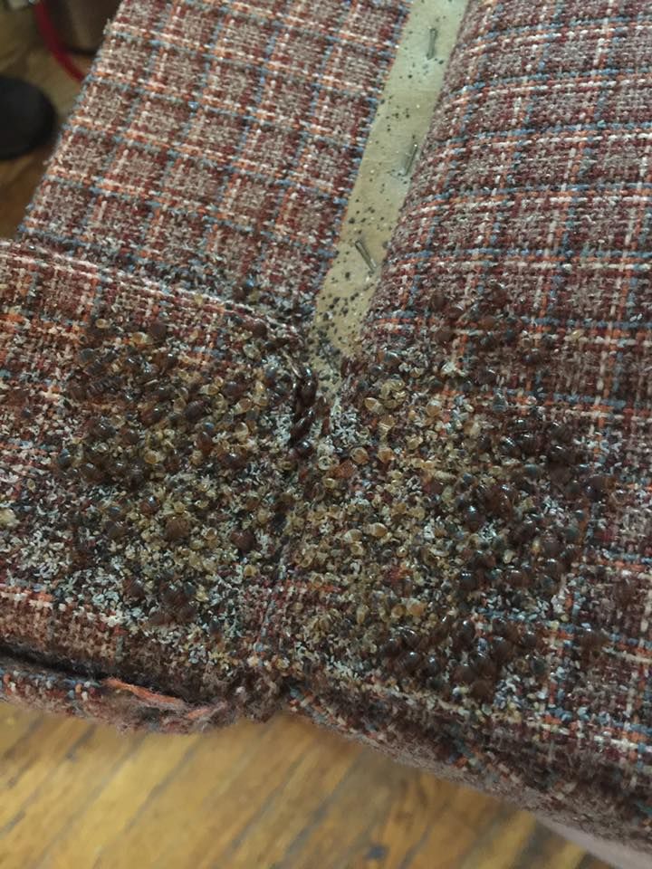 Bed Bugs Couch