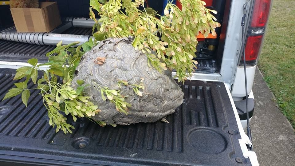 Large Bald Faced Hornet Nest