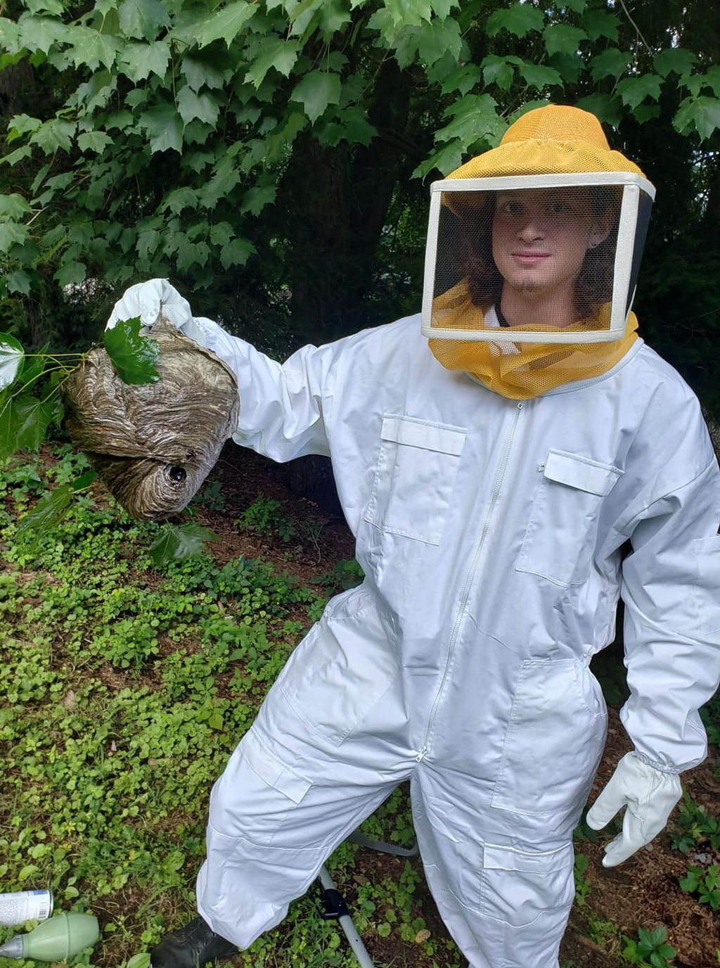 Bald Faced Hornet Nest
