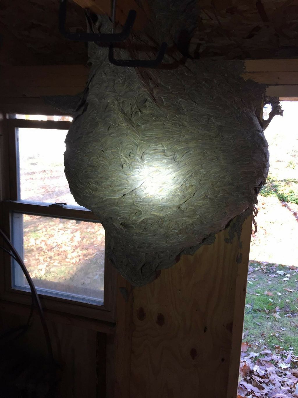 Yellow Jacket Nest
