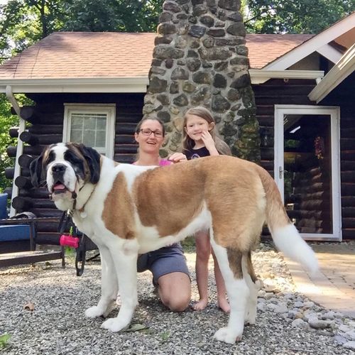 Randy has been caring for our Saint Bernard, Lily 