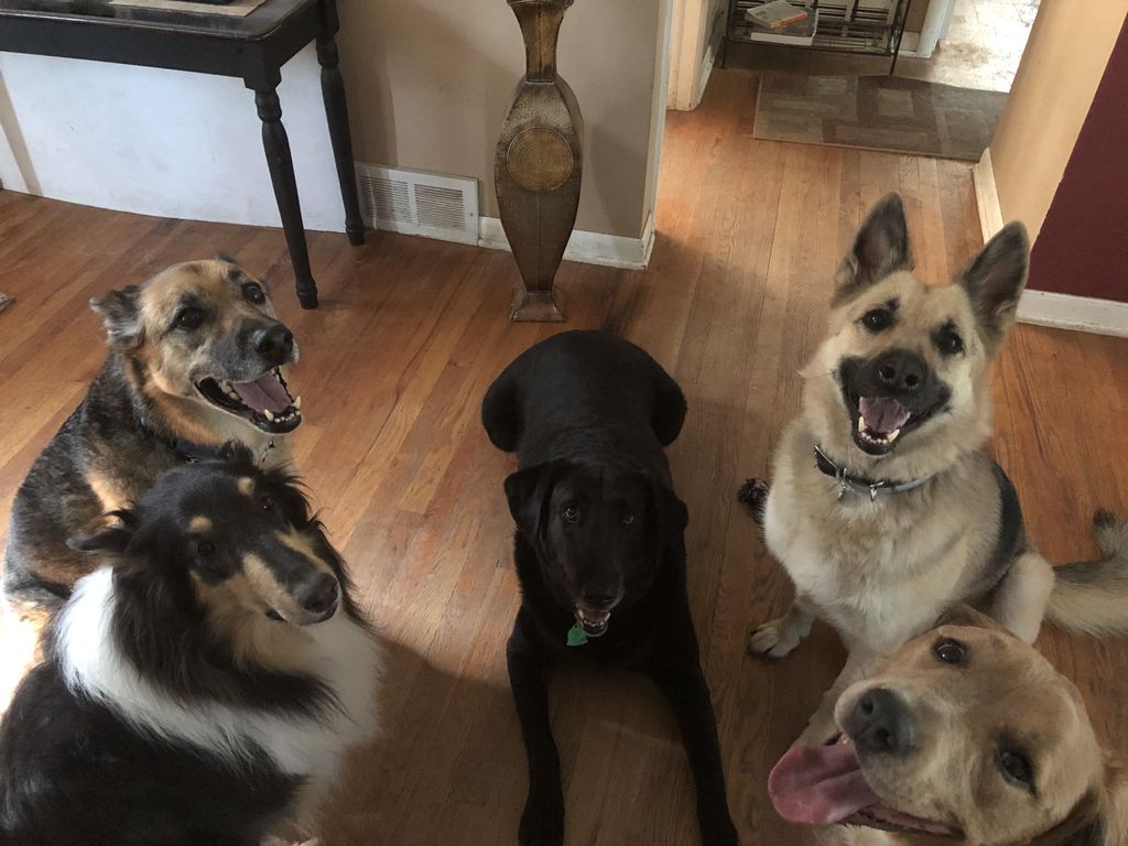 The Pack