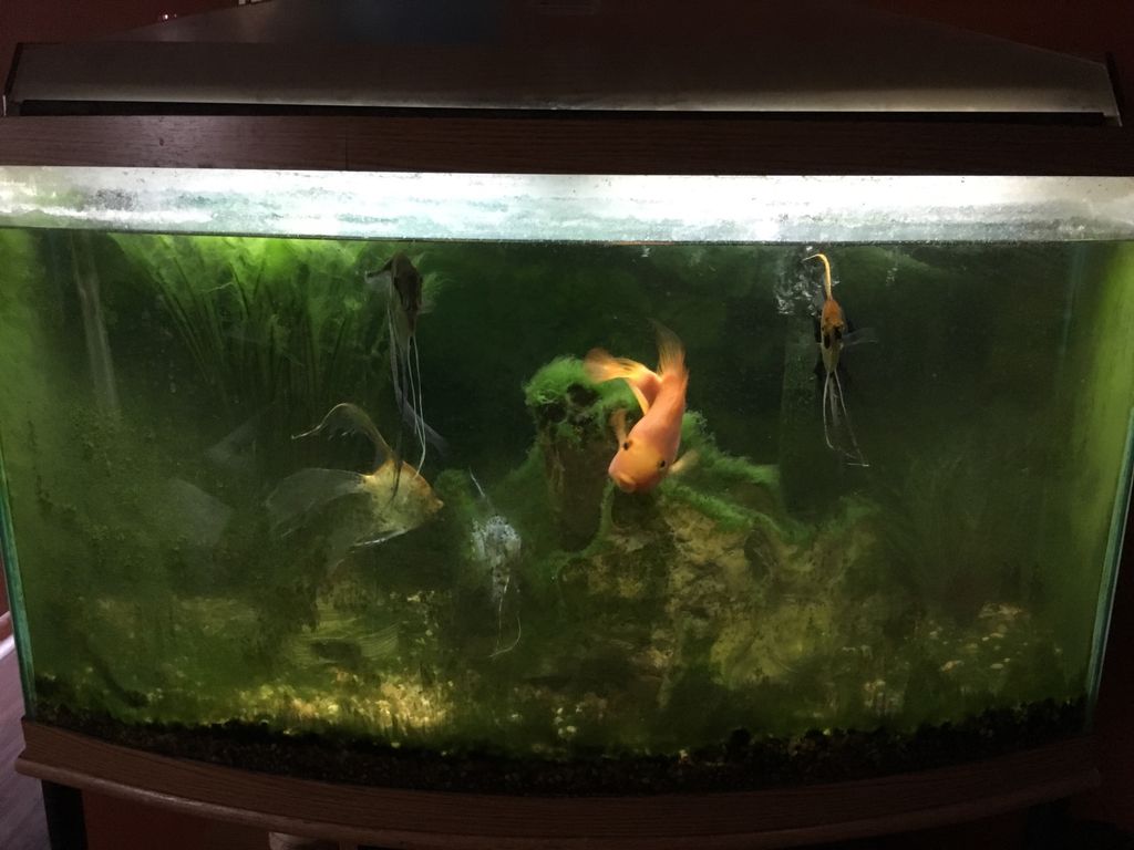 Aquarium Services