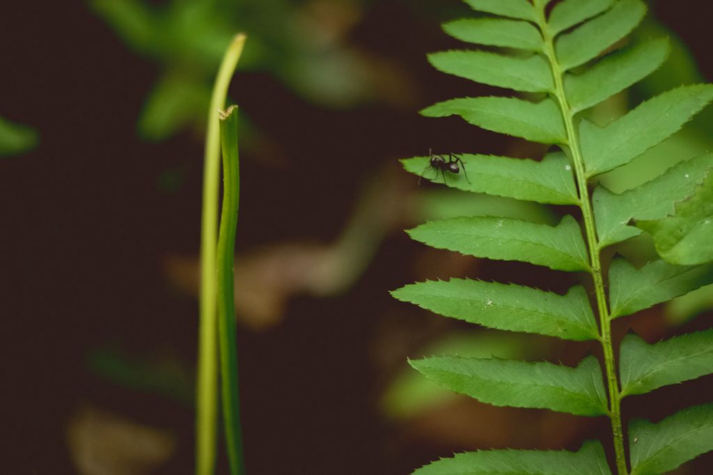 Outdoor Macro Photography