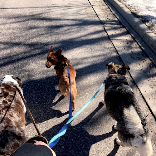 Three friends walking