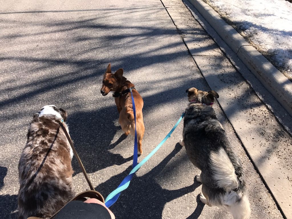 Three friends walking