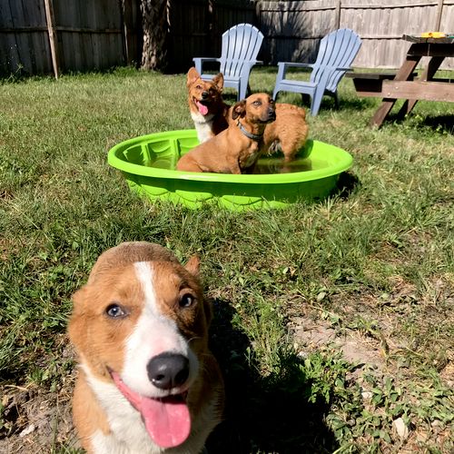 Playing in the puppy pool on hot days!