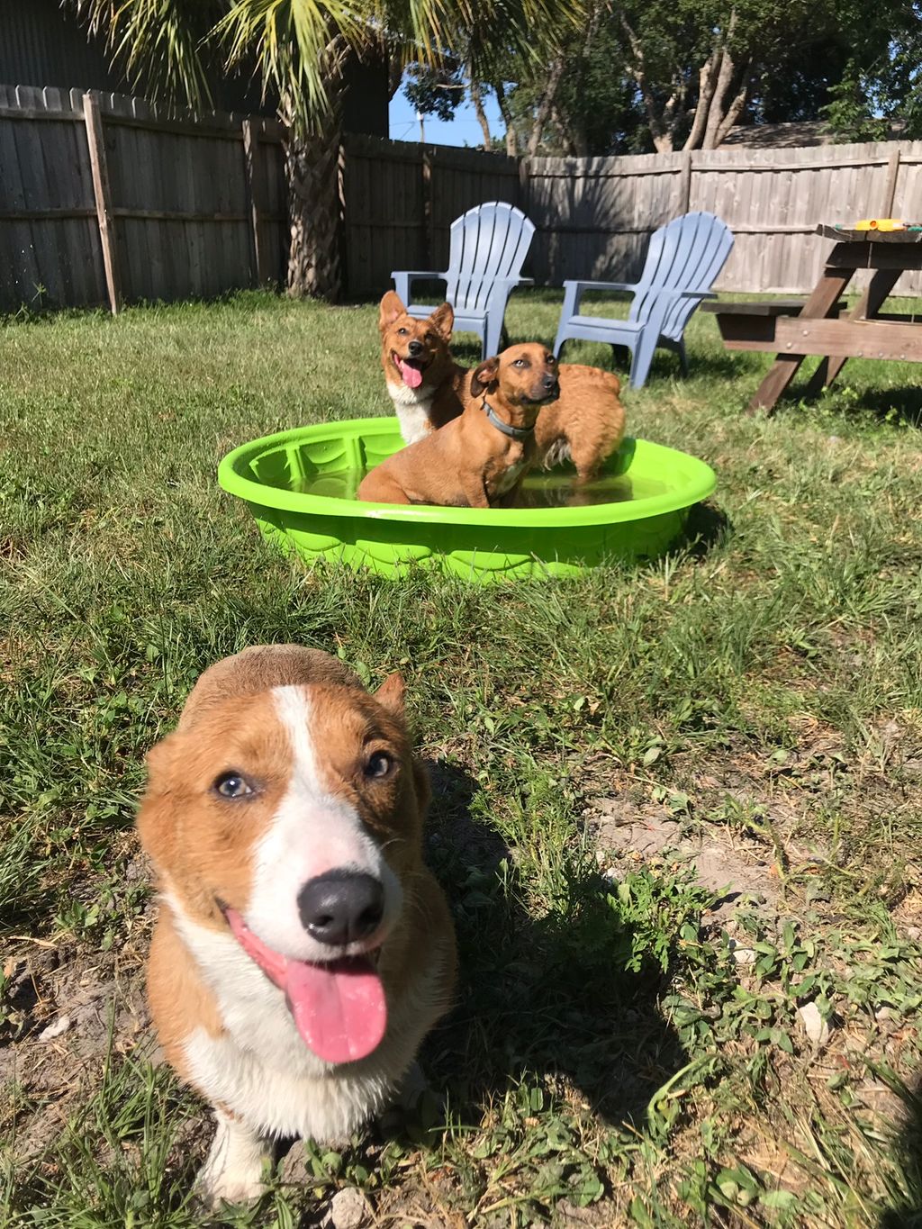Playing in the puppy pool on hot days!