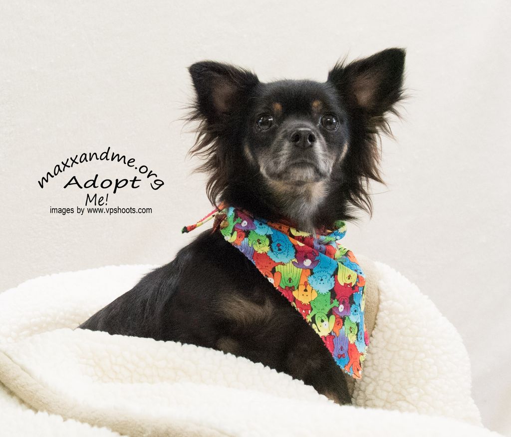 Paxton curling up in a blanket.