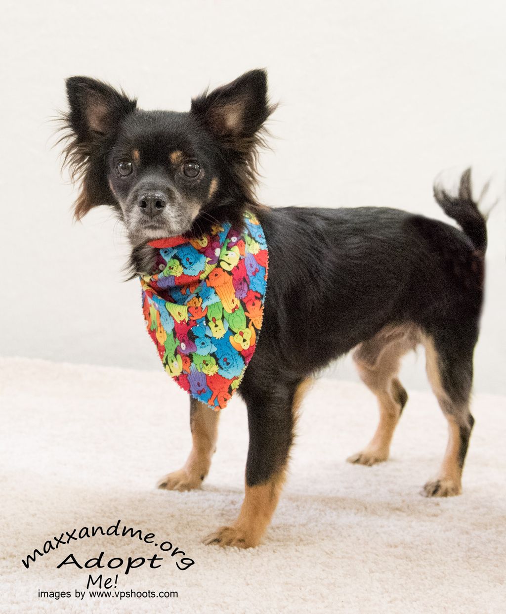 Cute little Paxton shows us a standing pose.